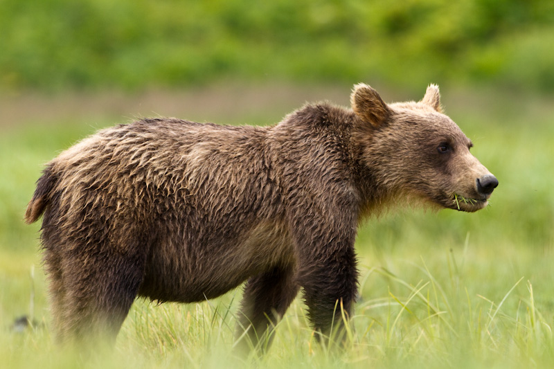 Grizzly Bear Cub